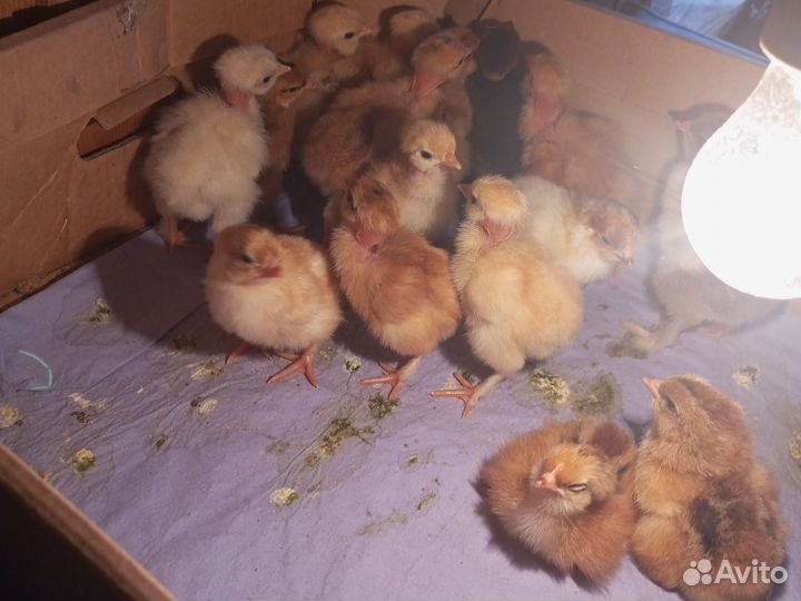 Цыплята от домашних кур