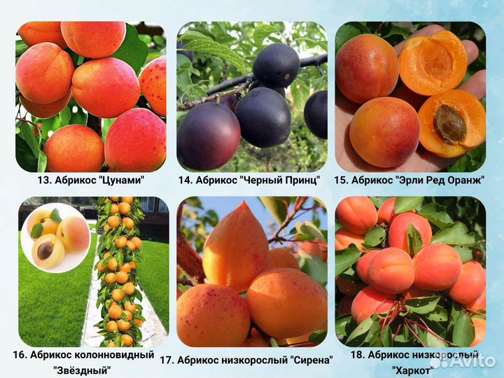 Саженцы Абрикоса, Персика, Нектарин, Шарафуга