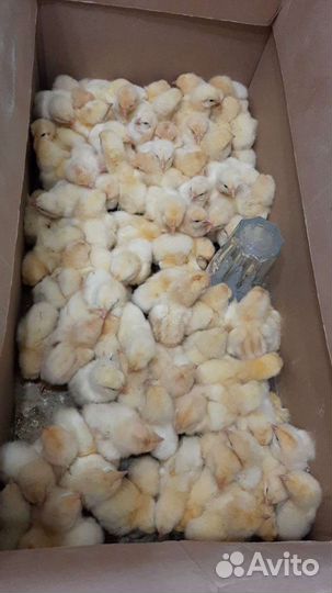 Утята муларды