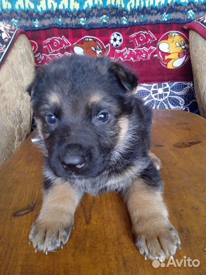 Щенки Немецкой овчарки