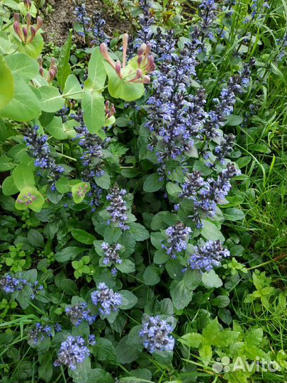 Живучка ползучая