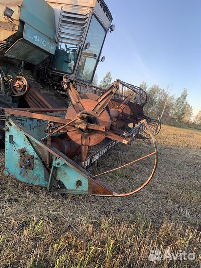 Зерно пшеница