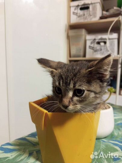 Красивый малыш ищет дом