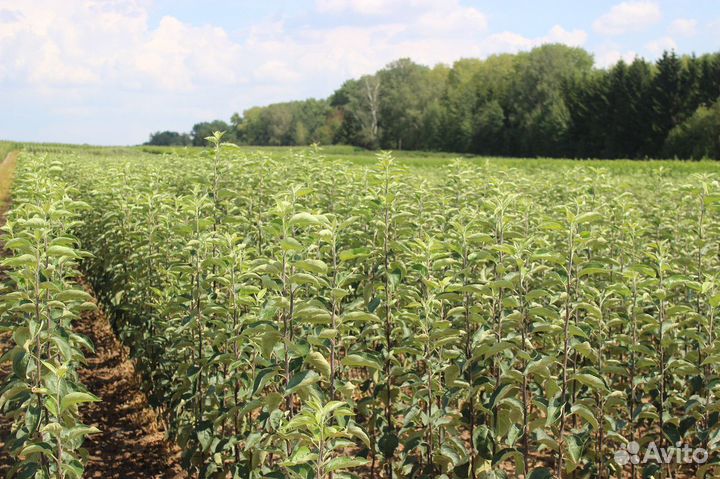 Саженцы яблони оптом питомник