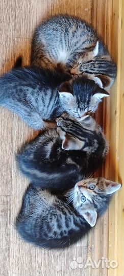 Кошка в дар