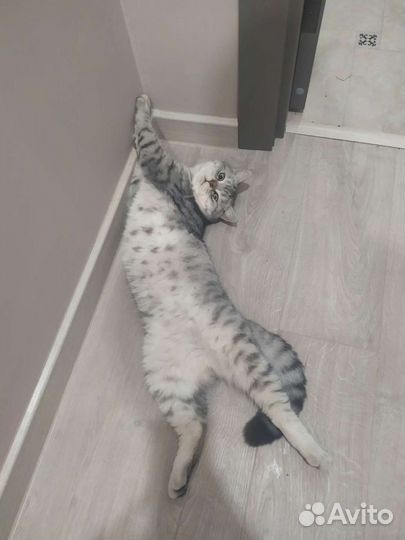 Коты для вязки