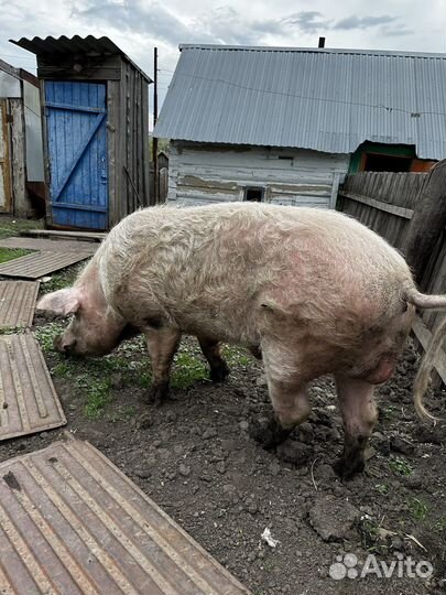 Хряк рабочий