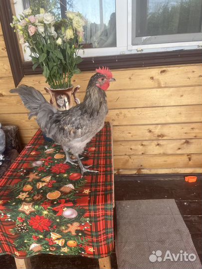 Молодые петухи