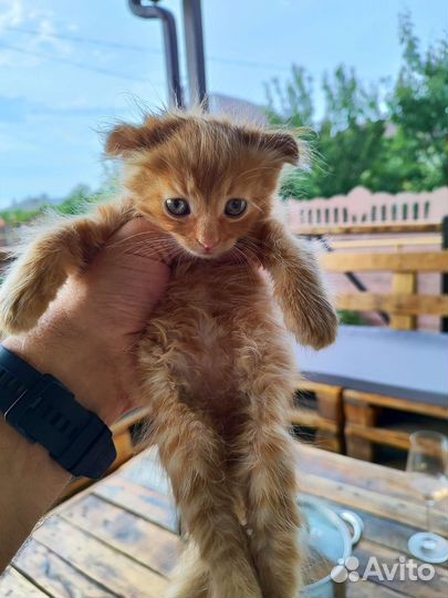 Котята