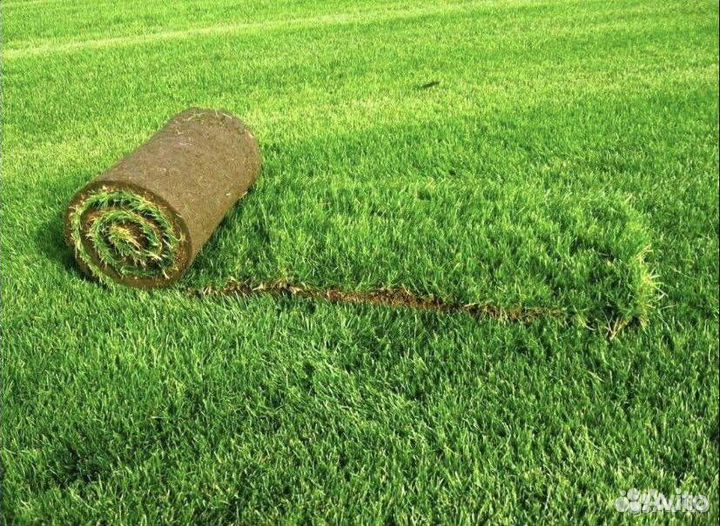 Рулонный газон (укладка, обслуживание)