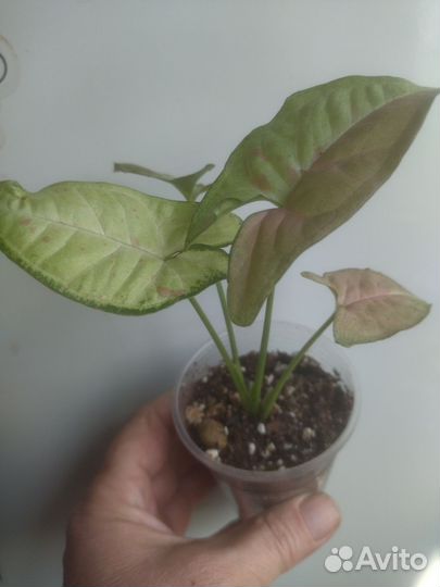 Сингониумы сортовые