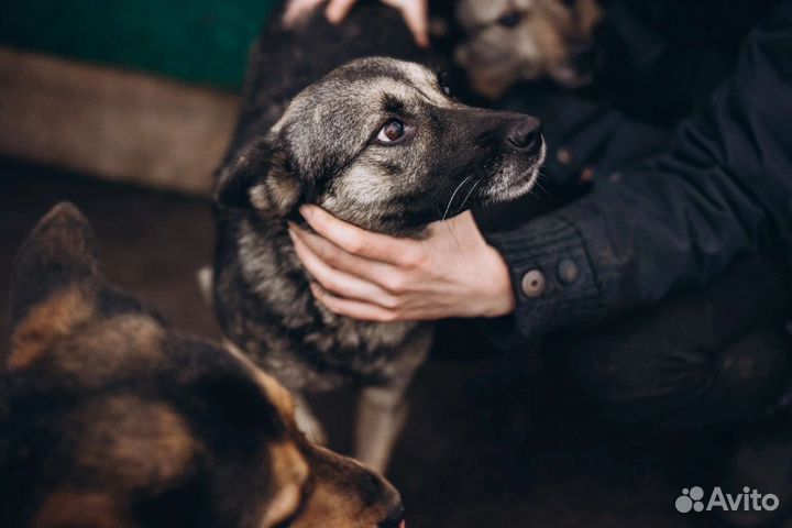 Собака с сво