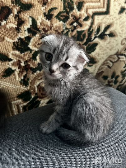 Отдам котят