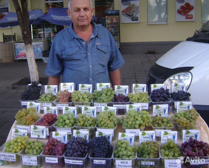 Саженцы винограда двухлетки от профессионала