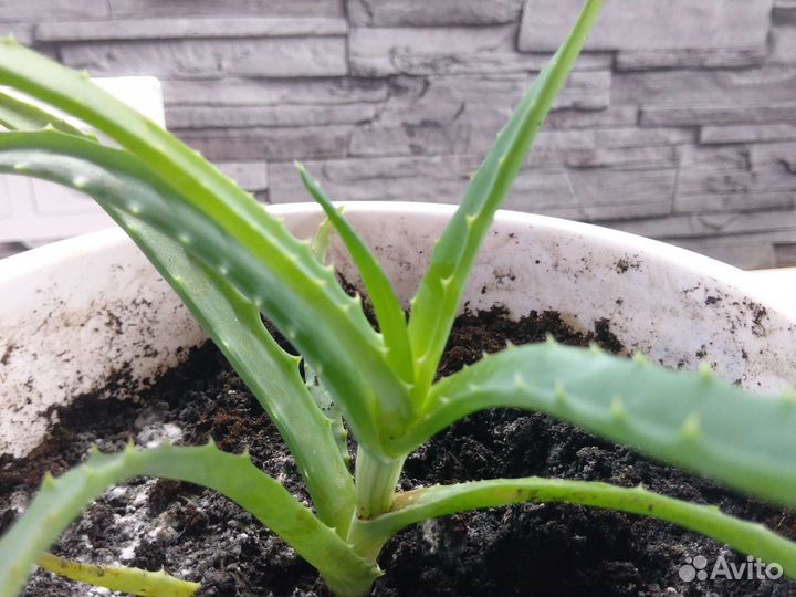 Алоэ.Столетник.Растения в горшках
