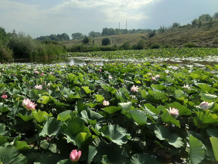 Участок 45 сот. (ИЖС)