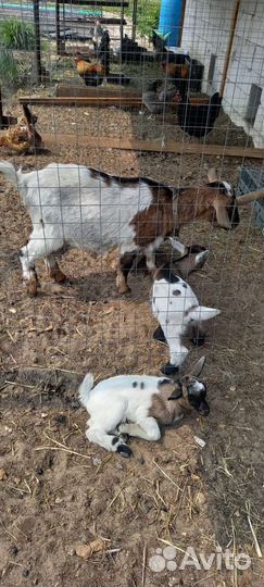 Камерунский козлик