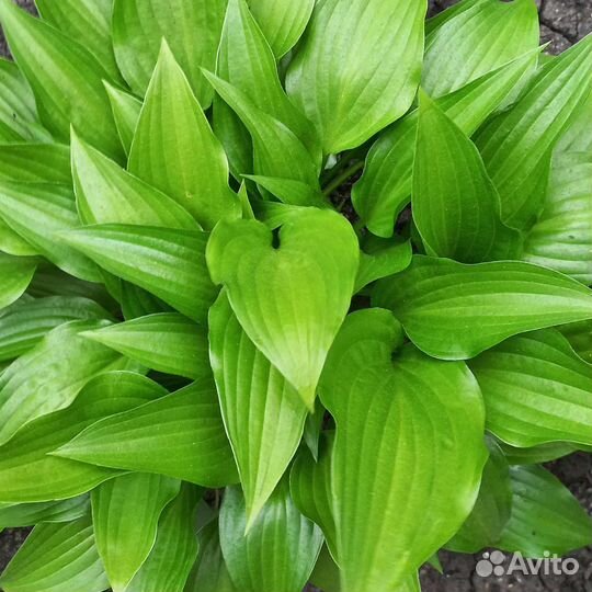 Хоста голубая