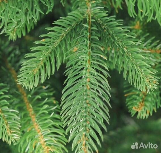 Ёлка искусственная 1,8-2,5 метра