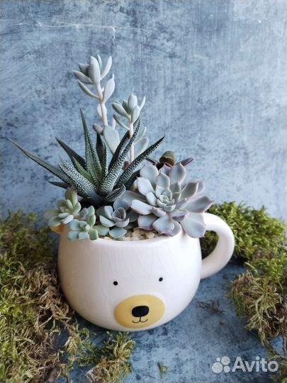 Флорариум Мишка из суккулентов