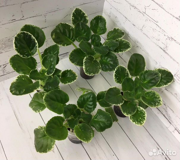 Фиалка Dn-Цветные Валентинки