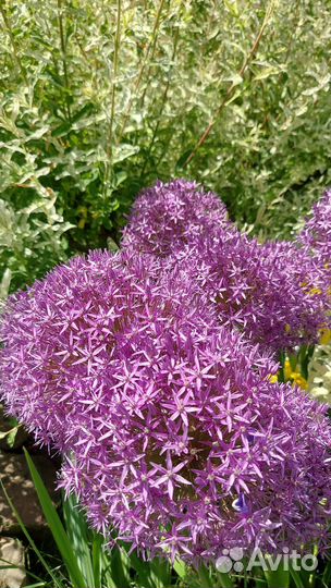 Лук декоративный