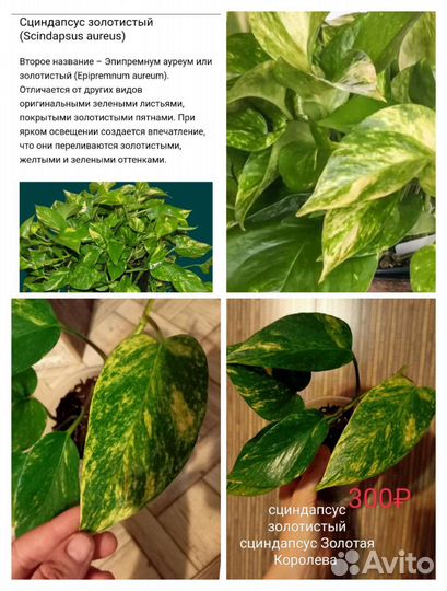 Сциндапсус, эпипремнум