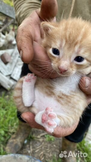 Котята в добрые руки