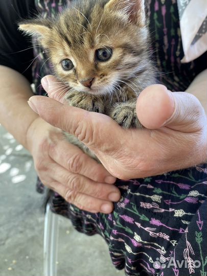 Кошка в добрые руки