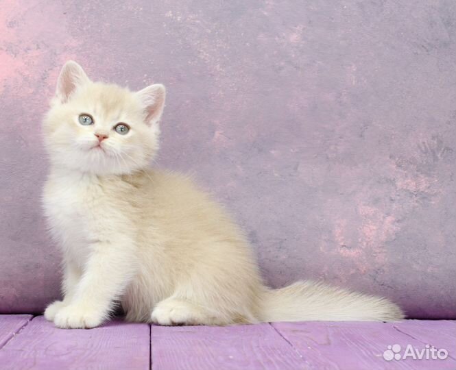 Британская лиловая золотая шиншилла шелл cy12 кот2