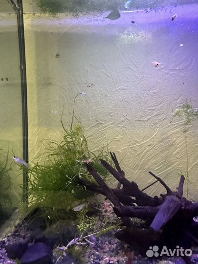 Аквариумные рыбки гуппи