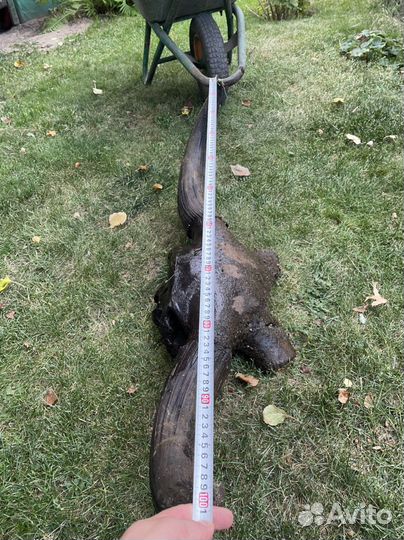 Рога буйвола