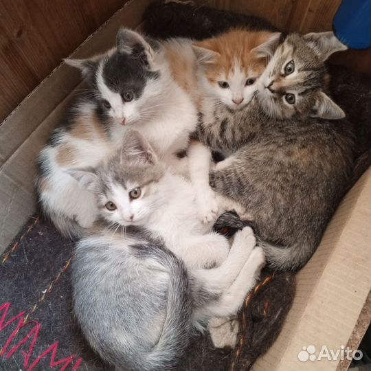 Котята в добрые руки приучены к лотку