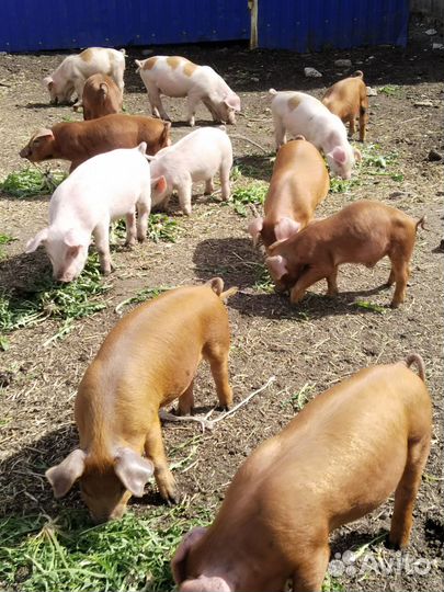 Поросята дюрок