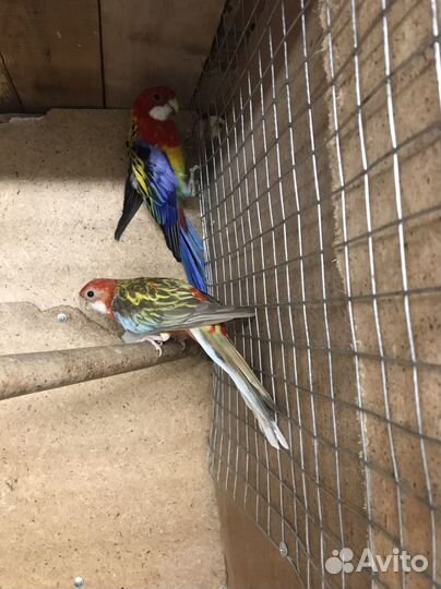 Попугай розелла пара