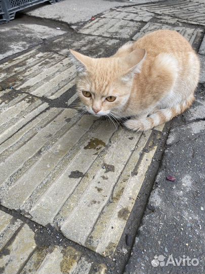 Кот британец