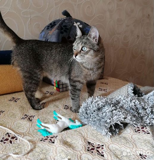 Ласкуша Боня, стерилизована