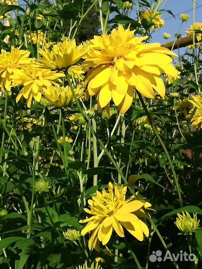 Многолетники