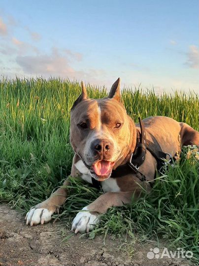 Вязка.Американский стаффордширский терьер