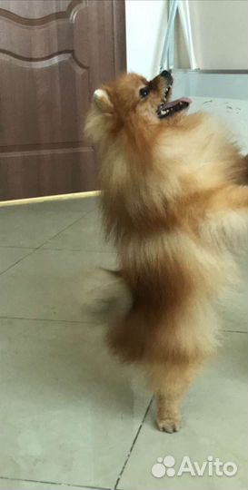 Подростки шпиц