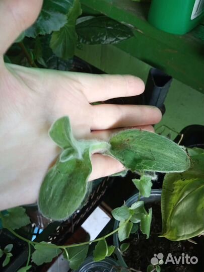 Традесканции