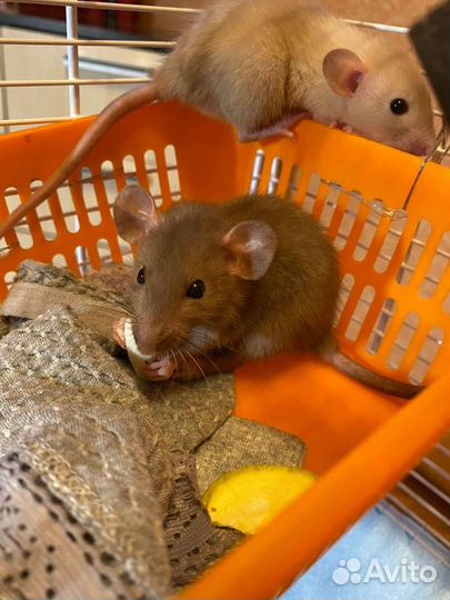 Питомник элитных крысят Дамбо, крысы