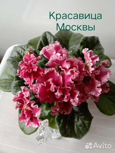 Детки сортовых фиалок