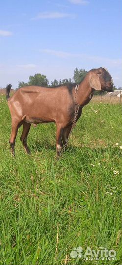 Вязка Англо-нубийским козлом