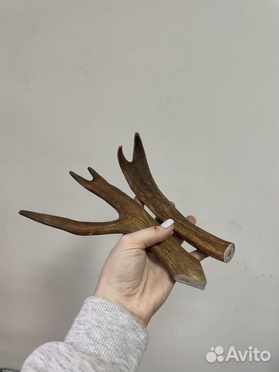 Рога оленя