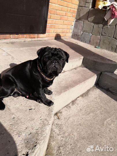 Мопс вязка мальчик