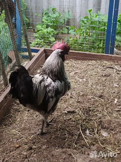 Брама мрамор, кохинхин, лакиданзци