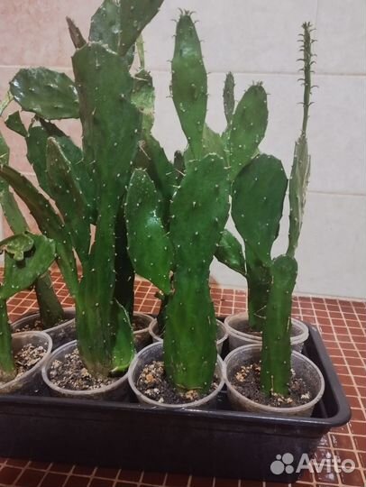 Кактус Опунция Бергера