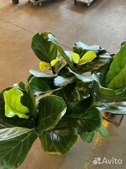 Фикус лирата разветвлённый H 150 см