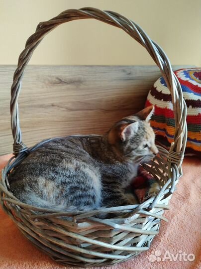 Котенок девочка в добрые руки